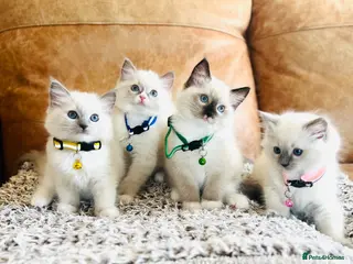 Ragdoll cats Pure Ragdoll GCCF kittens - Advert 14