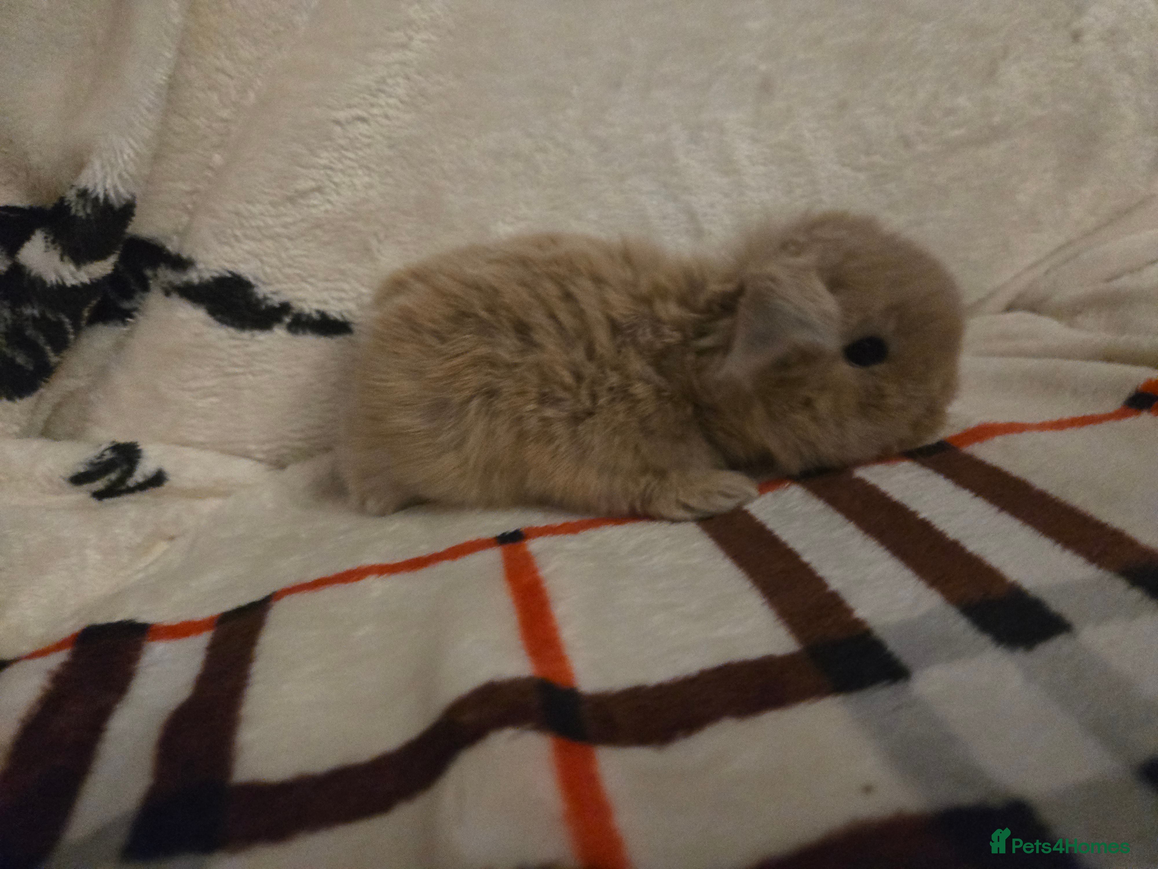 Mini Lop rabbits Stunning mini lops - Advert 13