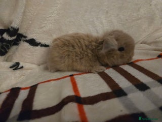 Mini Lop rabbits Stunning mini lops - Advert 13