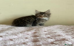 Maine Coon cats for sale: Maine Coon Cross Female Kitten  - Image 8