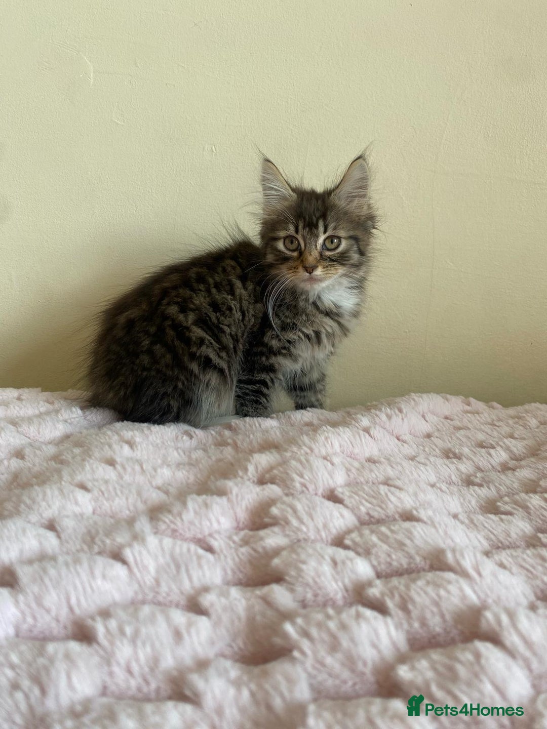 Maine Coon cats for sale: Maine Coon Cross Female Kitten  - Image 8