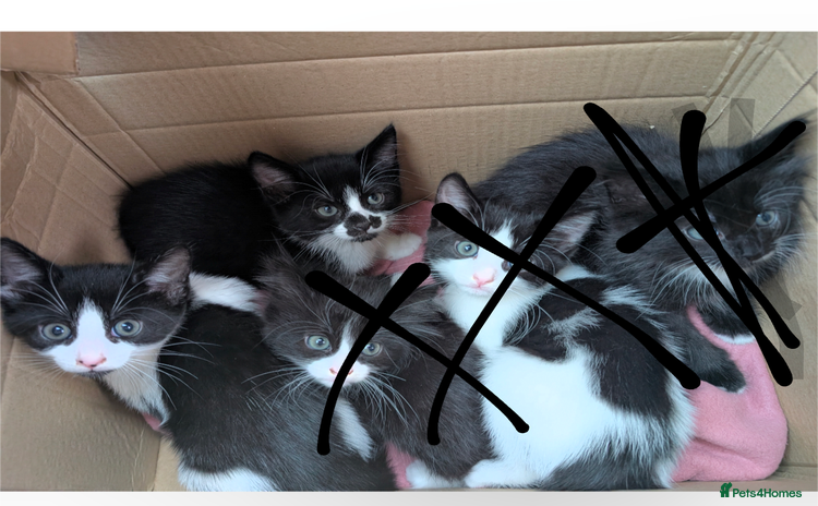 Mixed Breed cats - Advert 8