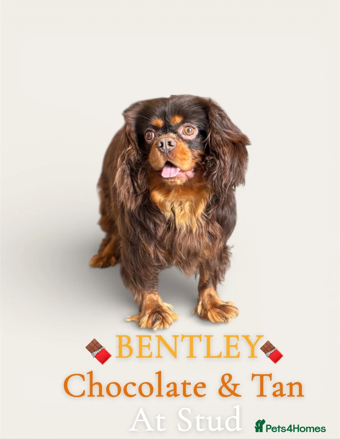 Cavalier King Charles Spaniel dogs for stud:  🍫kC Chocolate Cavalier King Charles 🍫  - Advert 1