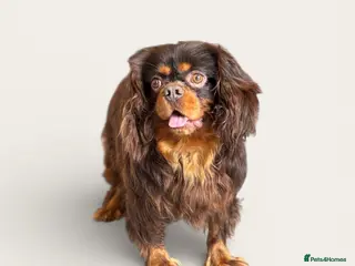 Cavalier King Charles Spaniel dogs 🍫kC Chocolate Cavalier King Charles 🍫 - Advert 7