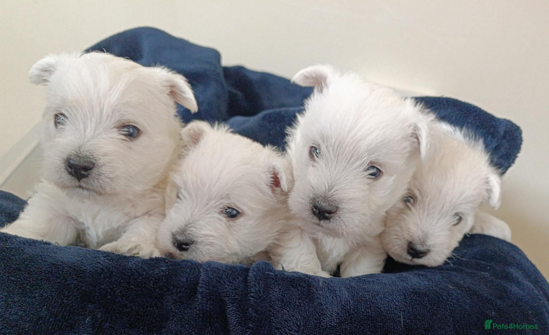 West Highland Terrier dogs RKC Westies quality puppies for sale  - Advert 1