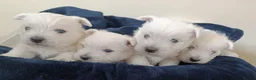 West Highland Terrier dogs for sale: RKC Westies quality puppies for sale  - Advert 1