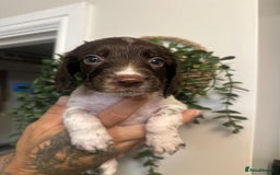 Sprocker dogs for sale: Sprocker puppies  - Image 4
