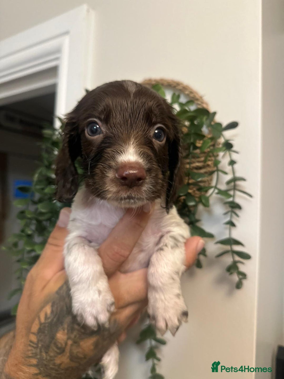 Sprocker dogs for sale: Sprocker puppies  - Image 4