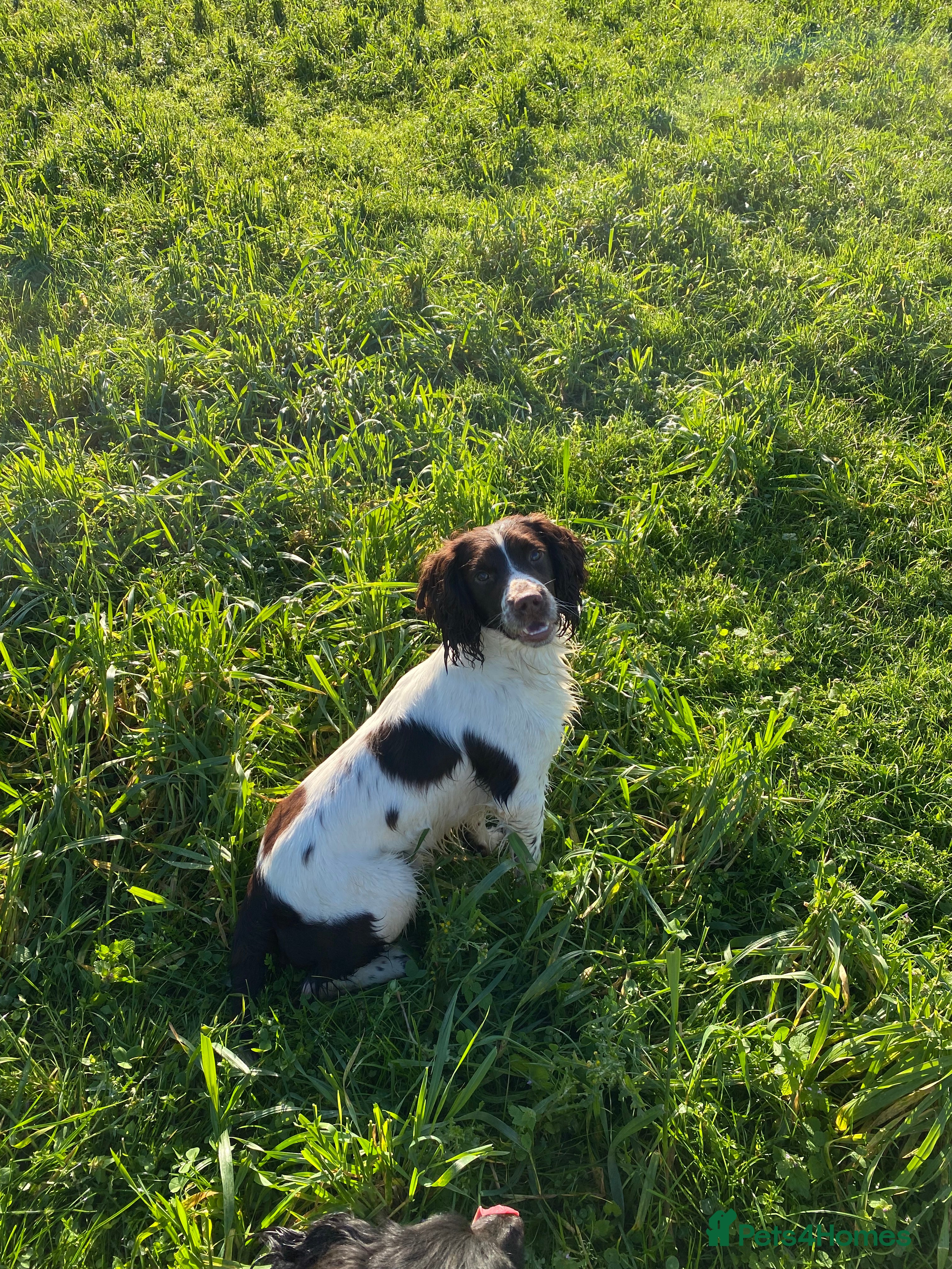 English Springer Spaniel dogs for stud: 🌟🌟Health Tested L&W Springer Stud🌟🌟 in Malmesbury - Advert 4
