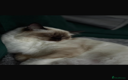 Ragdoll cats for sale: 11 month old ragdoll cat - Image 8