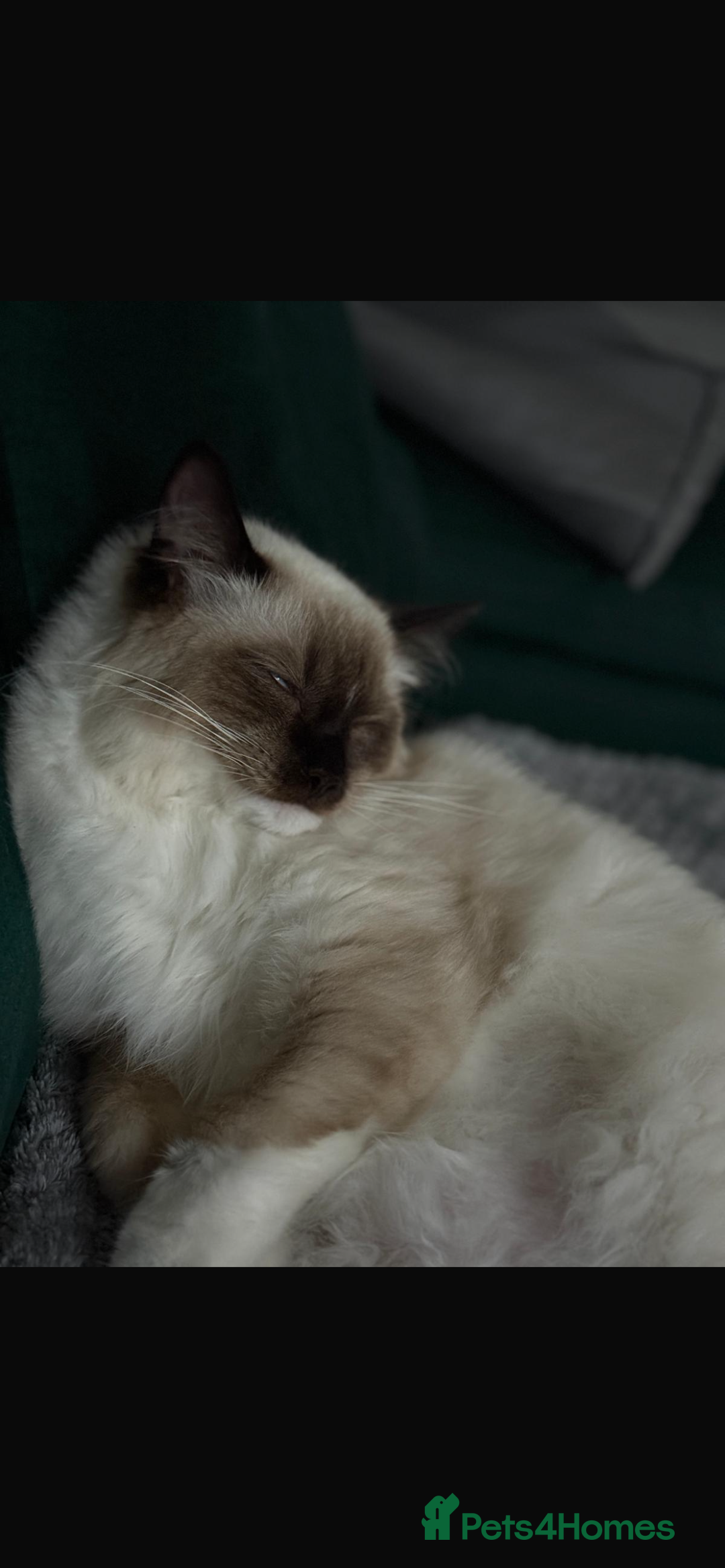 Ragdoll cats for sale: 11 month old ragdoll cat - Image 8