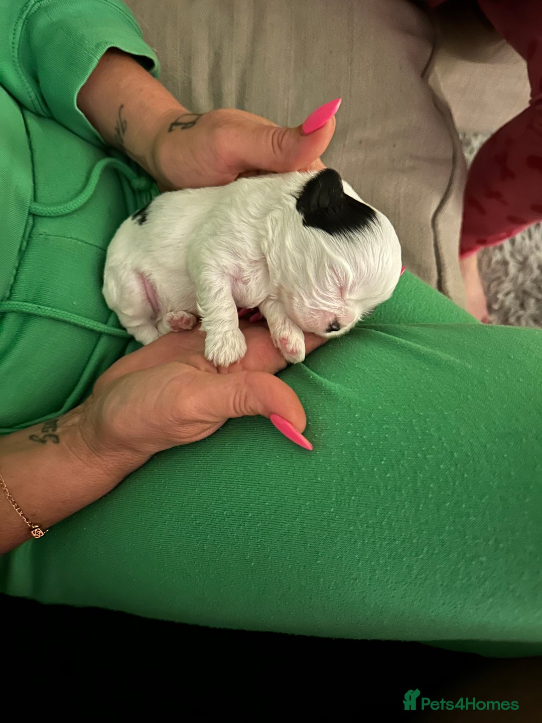Shih Tzu dogs for sale: 5 Beautiful shihtzu  puppies for sale 2xM 3xF - Image 18