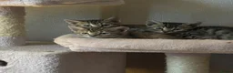 Bengal cats for sale: Bengals  in London - Advert 2