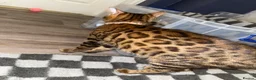 Bengal cats for sale: 3 Beautiful unique Bengal Babies  - Advert 3