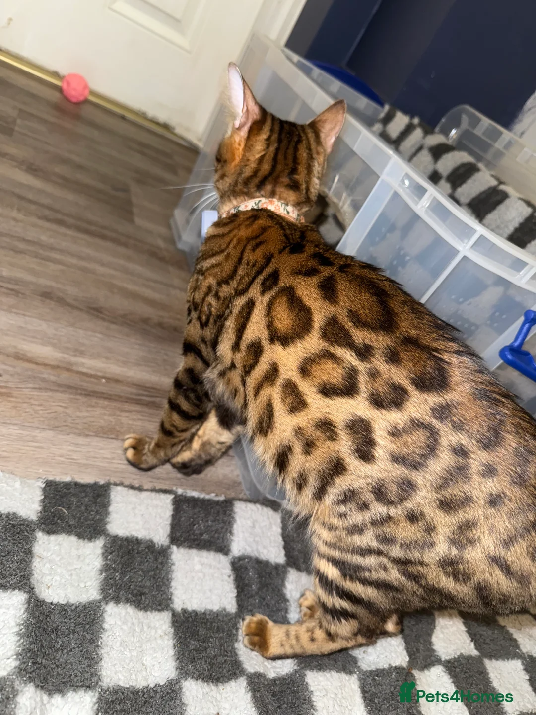 Bengal cats for sale: 3 Beautiful unique Bengal Babies  - Advert 3