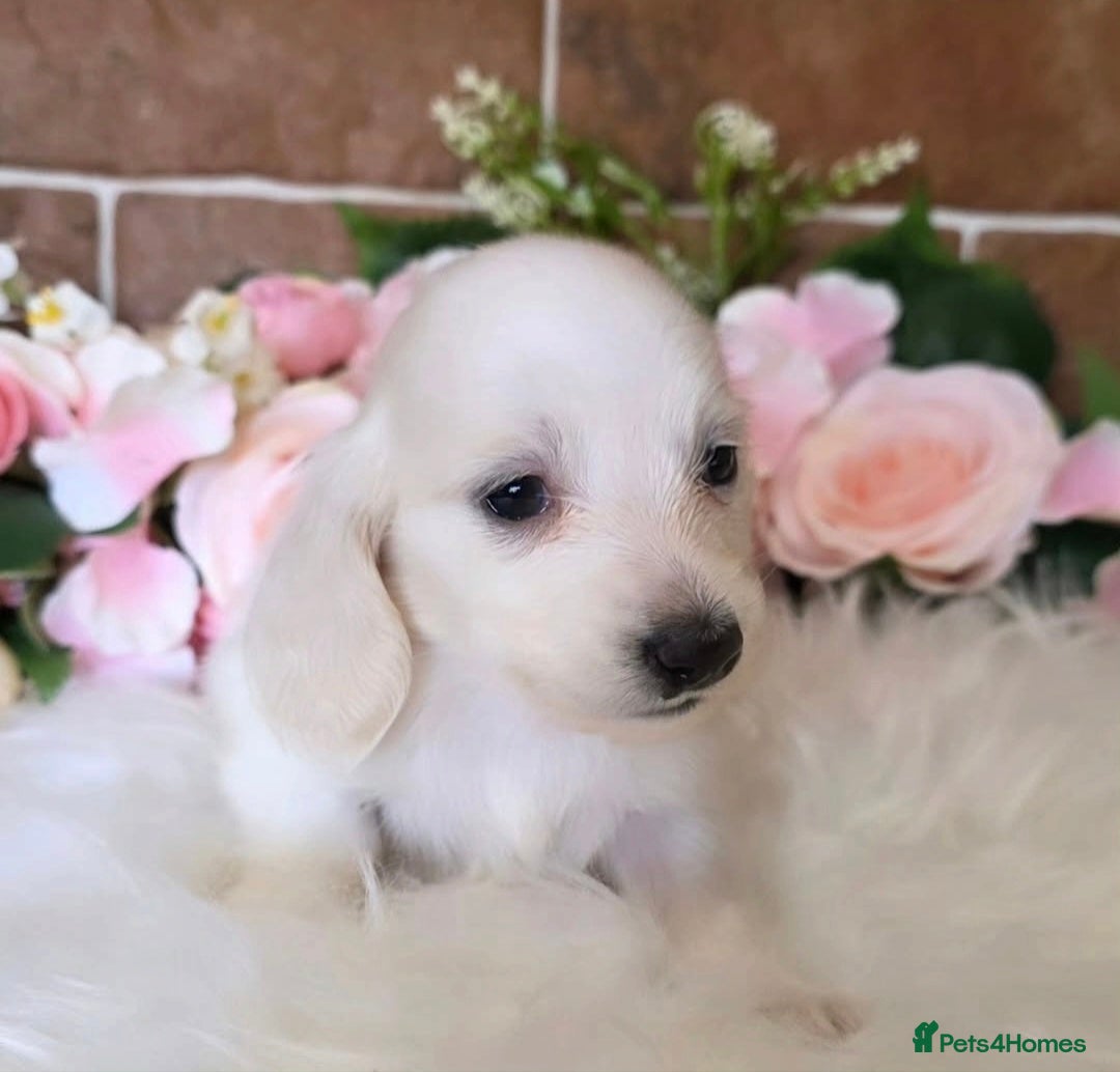 Miniature Dachshund dogs Exceptional Clear Cream longcoat puppies - Advert 15
