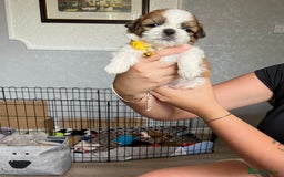 Shih Tzu dogs for sale: Boy number one  - Image 7