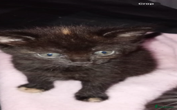 Mixed Breed cats for sale: Kitten forsale - Image 2