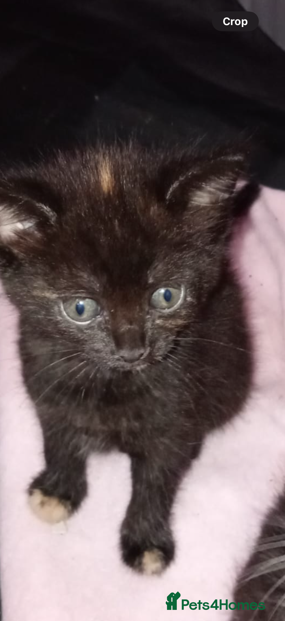 Mixed Breed cats for sale: Kitten forsale - Image 2