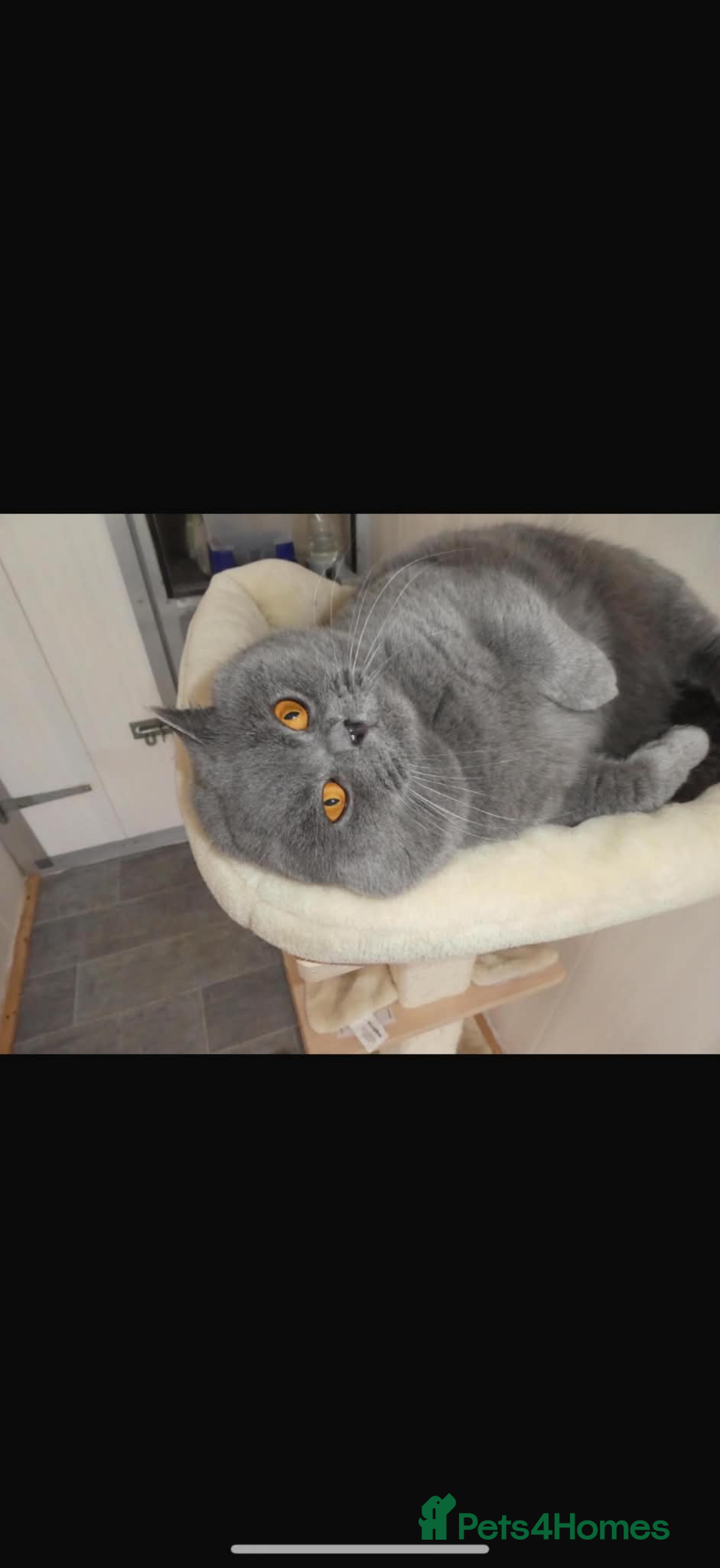 British Shorthair cats for sale: Stunning GCCF-Registered British Shorthair Kittens - Advert 19