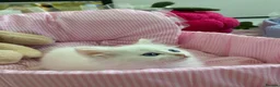 Munchkin cats for sale: Turkish Angora x Munchkin male and female  - Advert 37