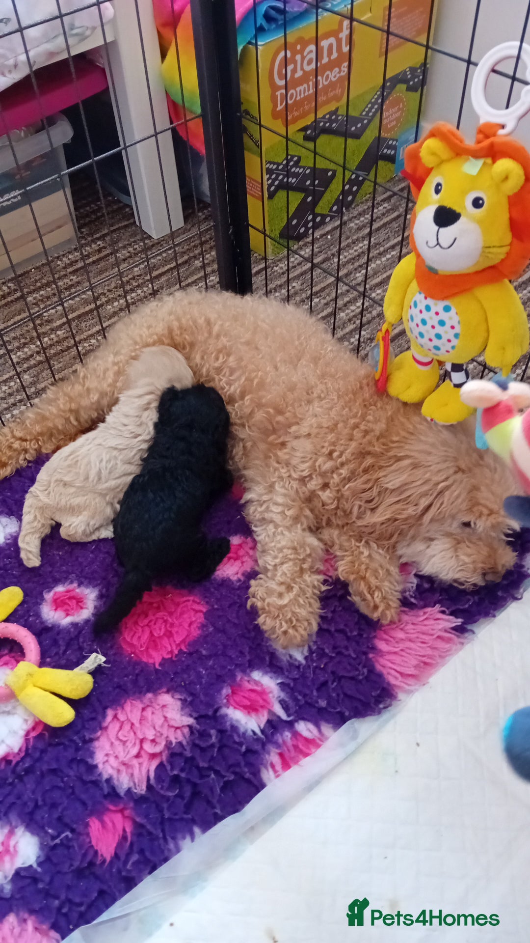Toy Poodle dogs for sale: Two male health tested toy poodles - Image 11