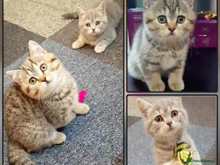 British Shorthair cats British kittens - Advert 6