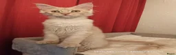 Maine Coon cats for sale: TICA Reg Maine Coon Kittens. Cream Smoke. ACTIVE. - Advert 5