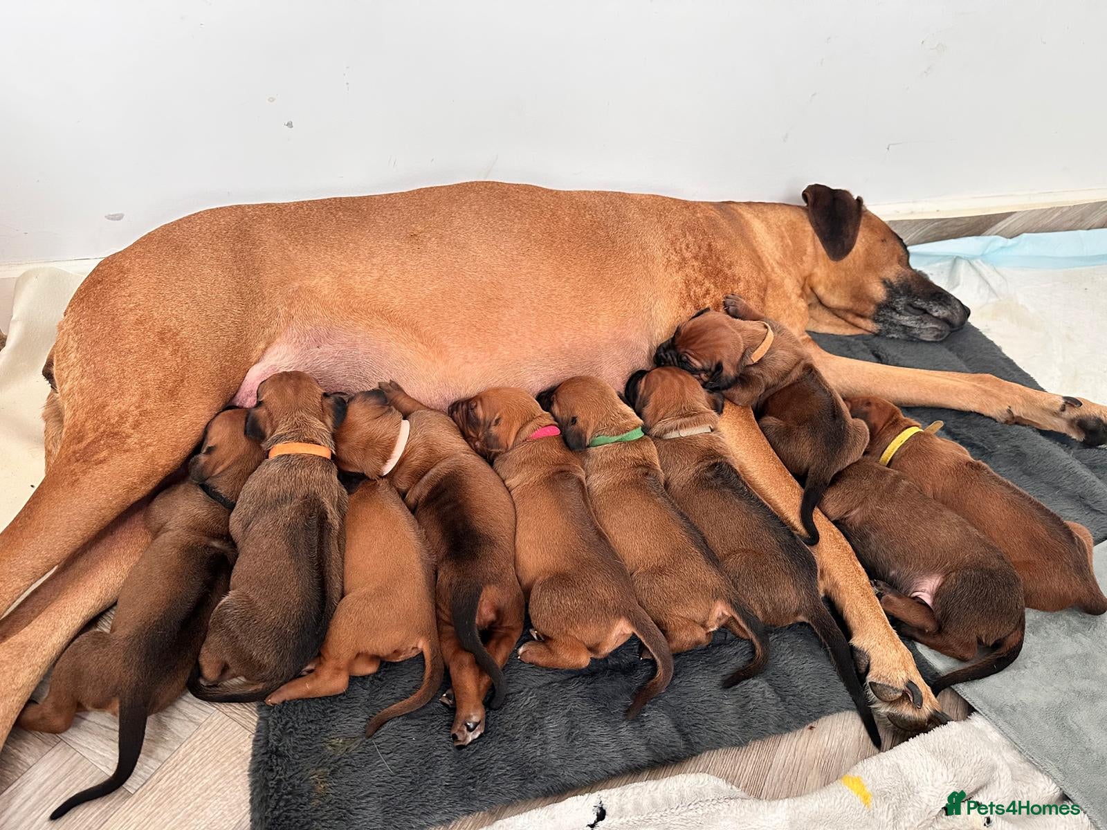 Rhodesian Ridgeback dogs for sale: Stunning KC Registered Rhodesian Ridgeback Puppies - Advert 23