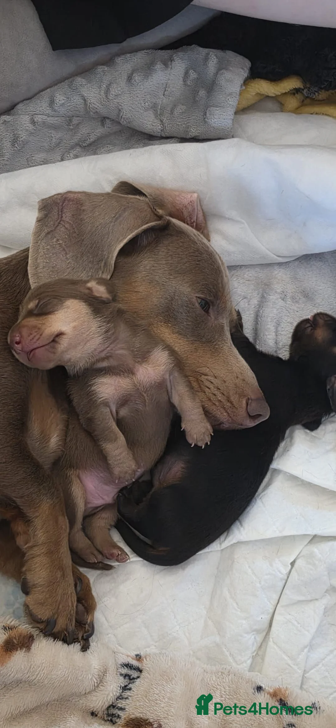Miniature Dachshund dogs for sale: Miniature dachshund puppies for sale in Bilston - Advert 25