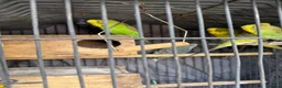 Budgerigars birds for sale: Budgies for sale  in Manchester - Advert 4