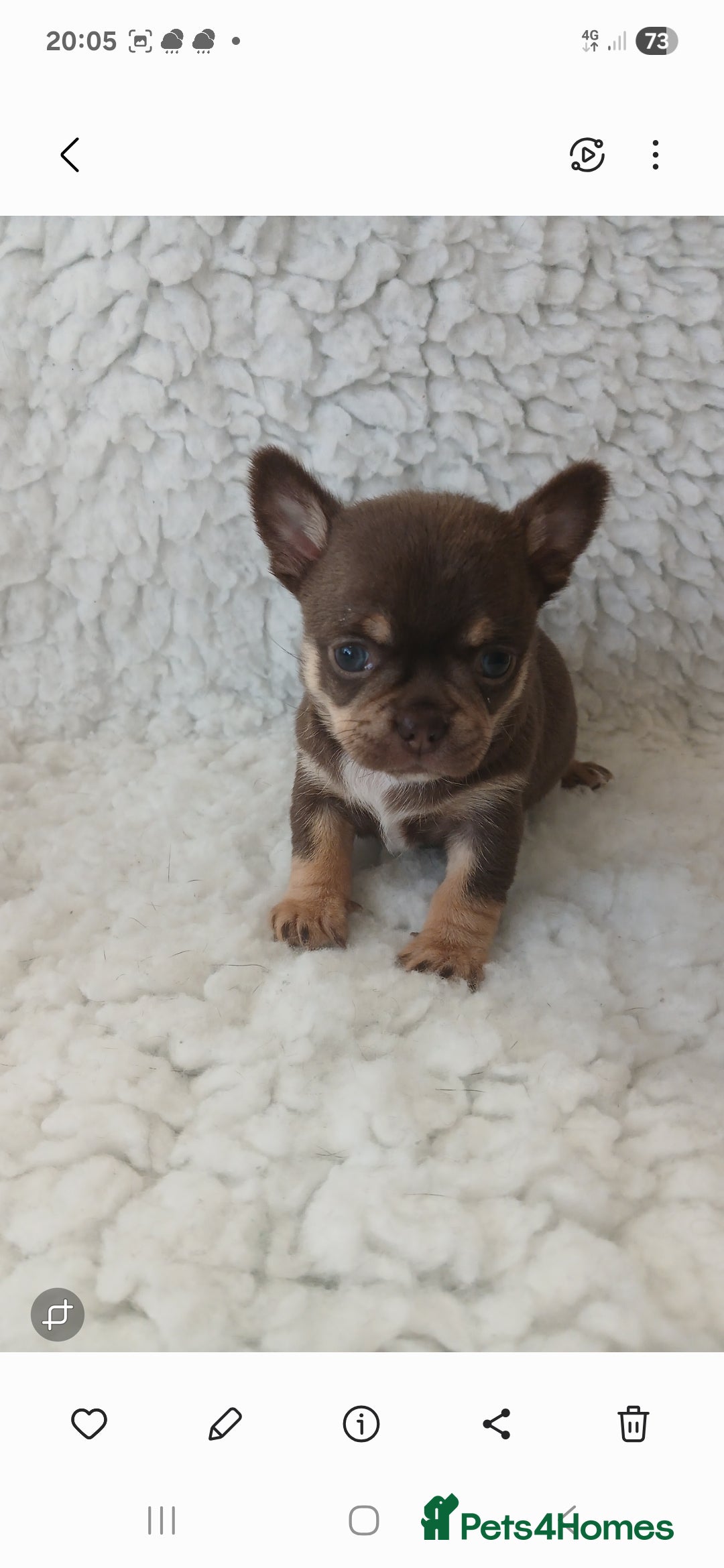 Chihuahua dogs ❤️STUNNING SMOOTH COAT CHIHUAHUAS❤️ - Advert 15