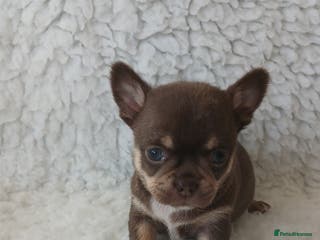 Chihuahua dogs ❤️STUNNING SMOOTH COAT CHIHUAHUAS❤️ - Advert 15