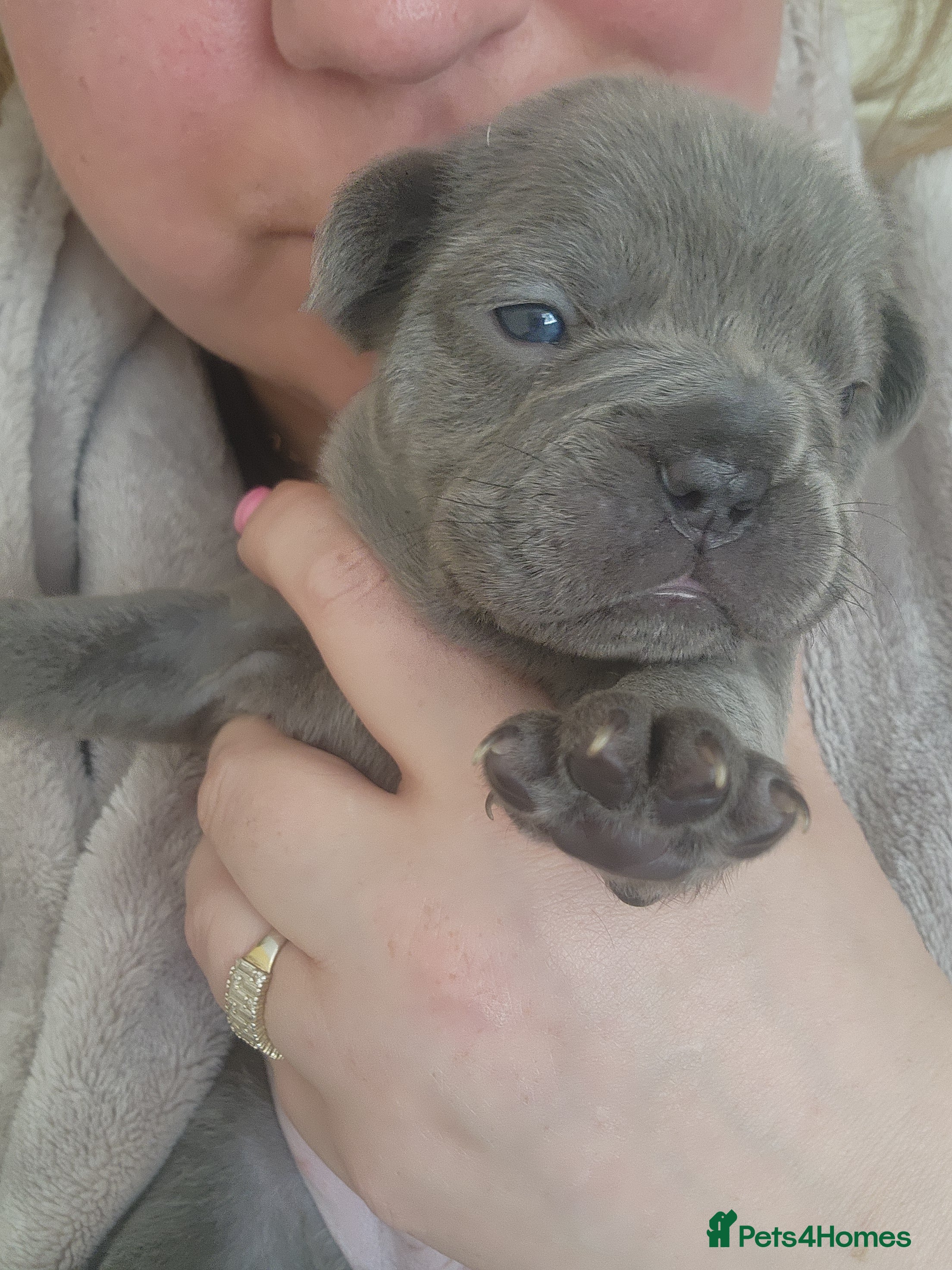 French Bulldog Puppy 5