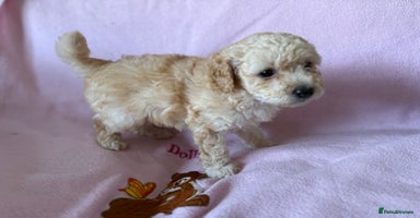 Labradoodle dogs - Advert 4
