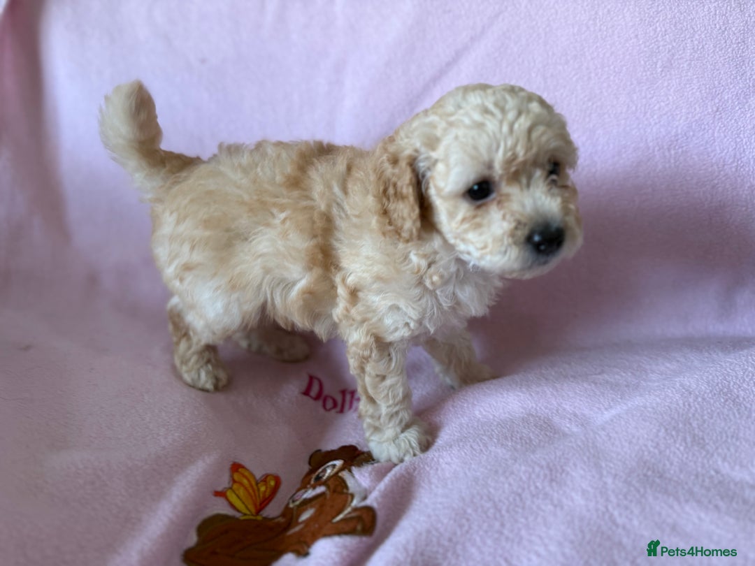 Labradoodle dogs for sale: Last three F1BB mini/toy labradoodle puppies  - Image 2