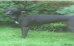 Italian Greyhound dogs for sale: Italian greyhound 4 gorgeous boys 💙 - Image 9