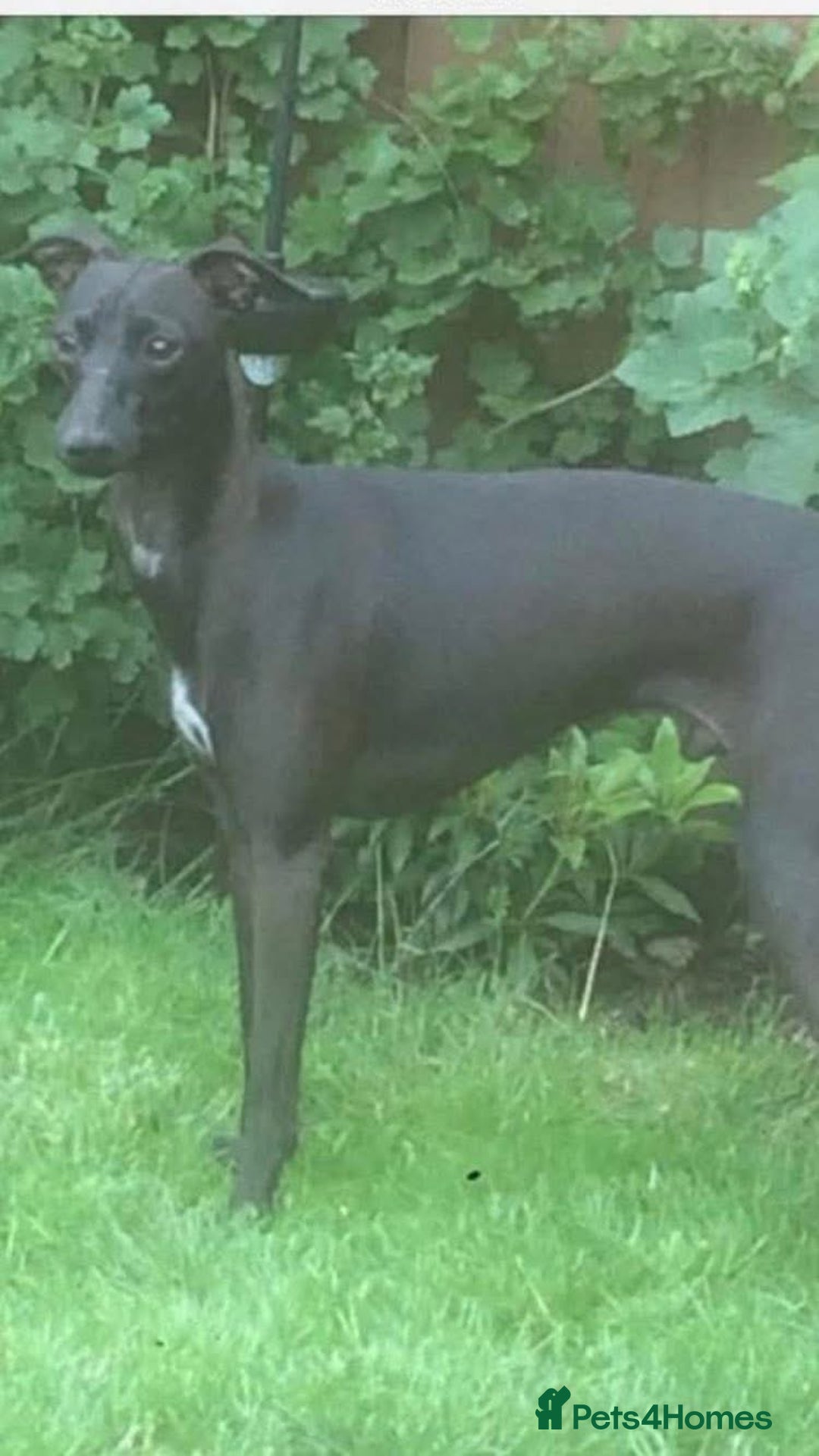 Italian Greyhound dogs for sale: Italian greyhound 4 gorgeous boys 💙 - Image 9