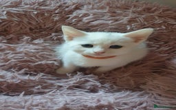 Turkish Angora cats for sale: Turkish angora cross Bengal  - Image 17