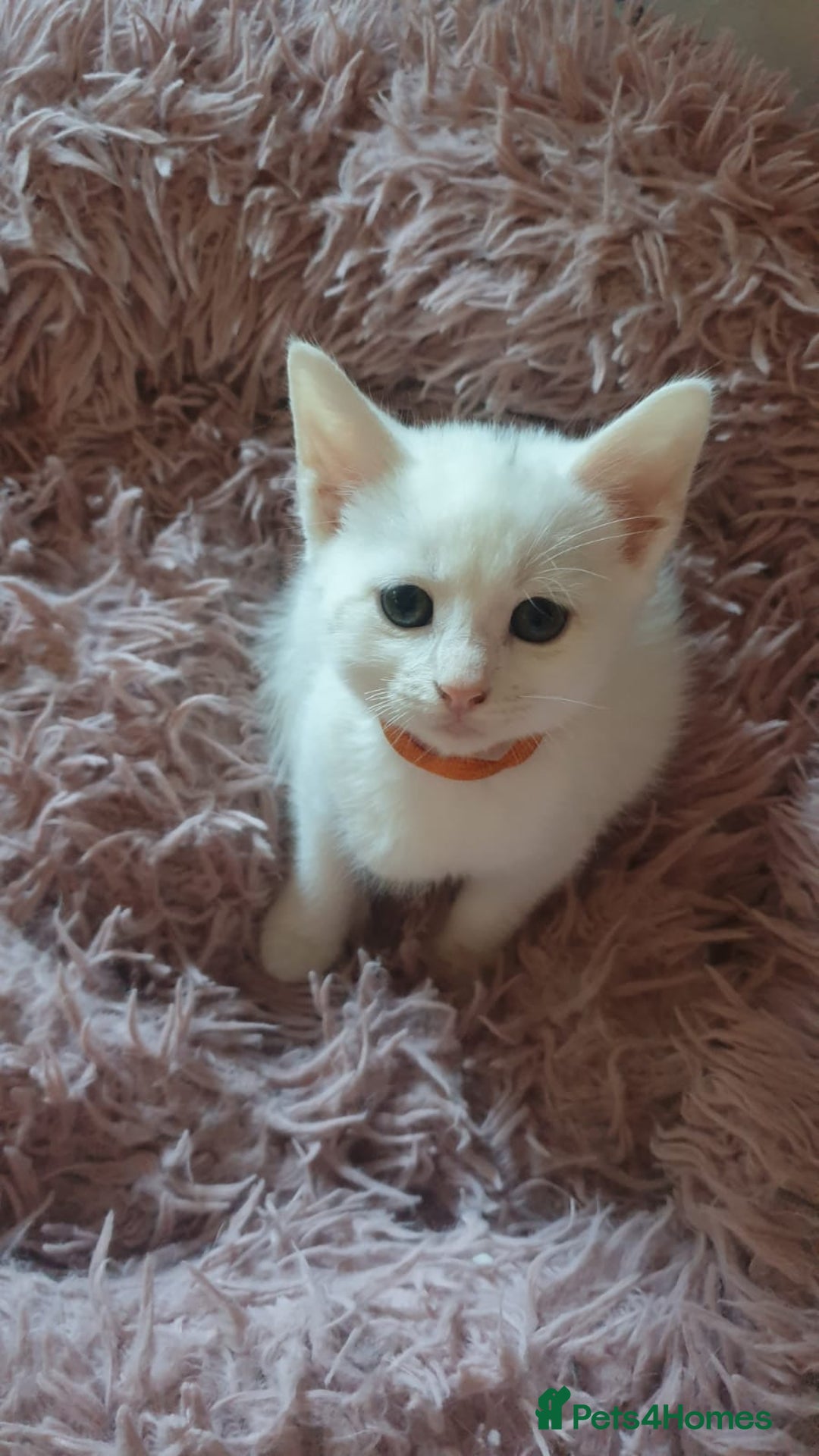 Turkish Angora cats for sale: Turkish angora cross Bengal  - Image 17