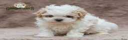 Shihpoo dogs for sale: DonnaJays something truly special 🌟🌟🌟🌟🌟 - Advert 5