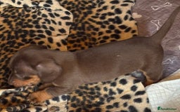 Miniature Dachshund dogs for sale: Miniature dachshund smooth hair pups  - Image 34