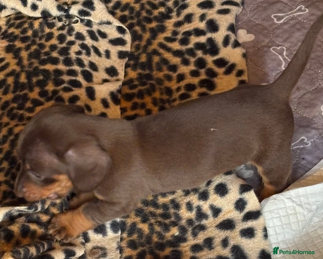 Miniature Dachshund dogs for sale: Miniature dachshund smooth hair pups  - Image 34