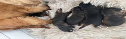 Cocker Spaniel dogs for sale: Kc show cocker spaniels - Advert 3