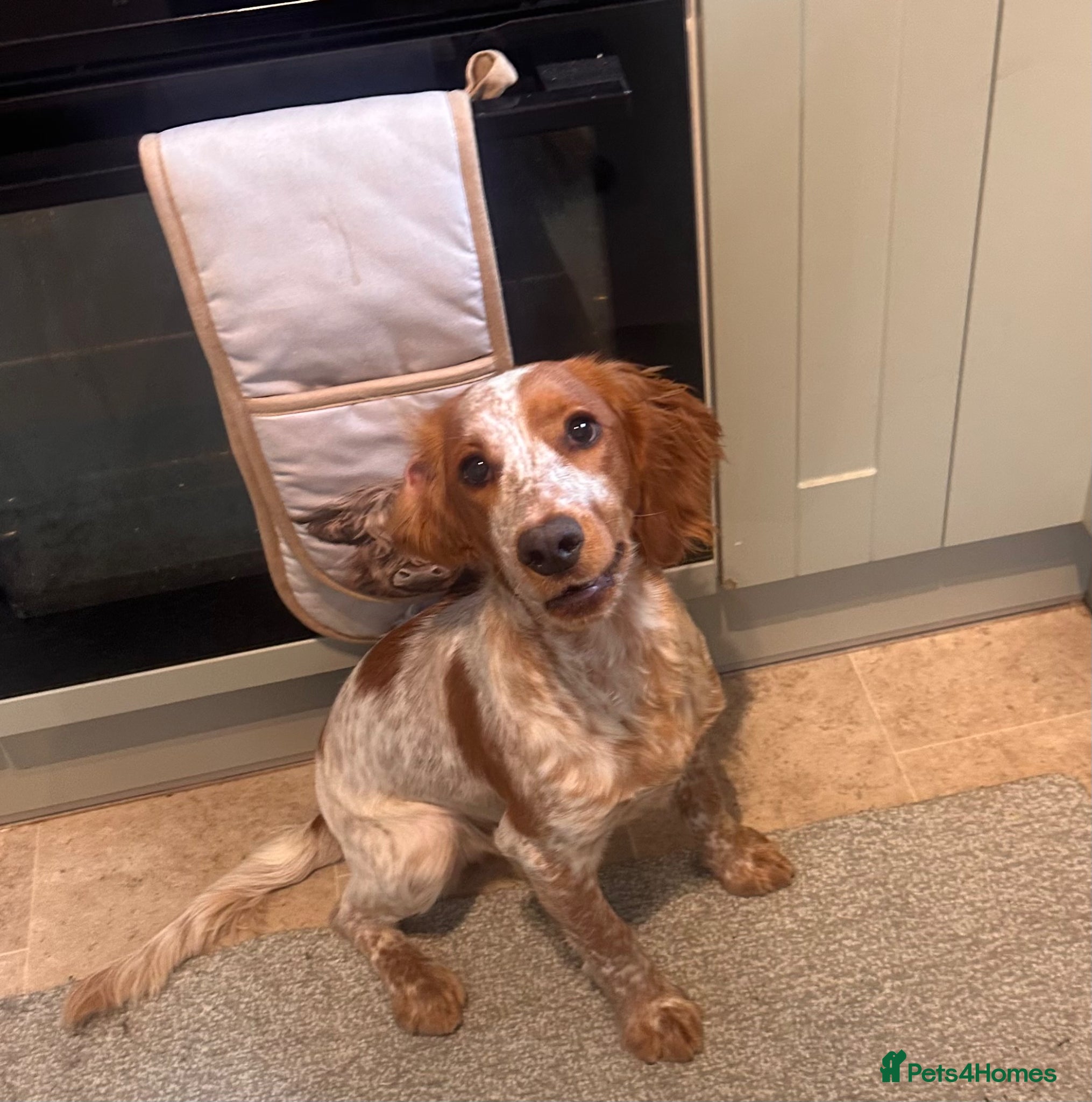 Cocker Spaniel dogs Gorgeous 8 month old female cocker spaniel - Advert 2