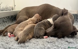 Italian Greyhound dogs for sale: Italian Greyhounds 5 Star Licensed Breeder - Image 5