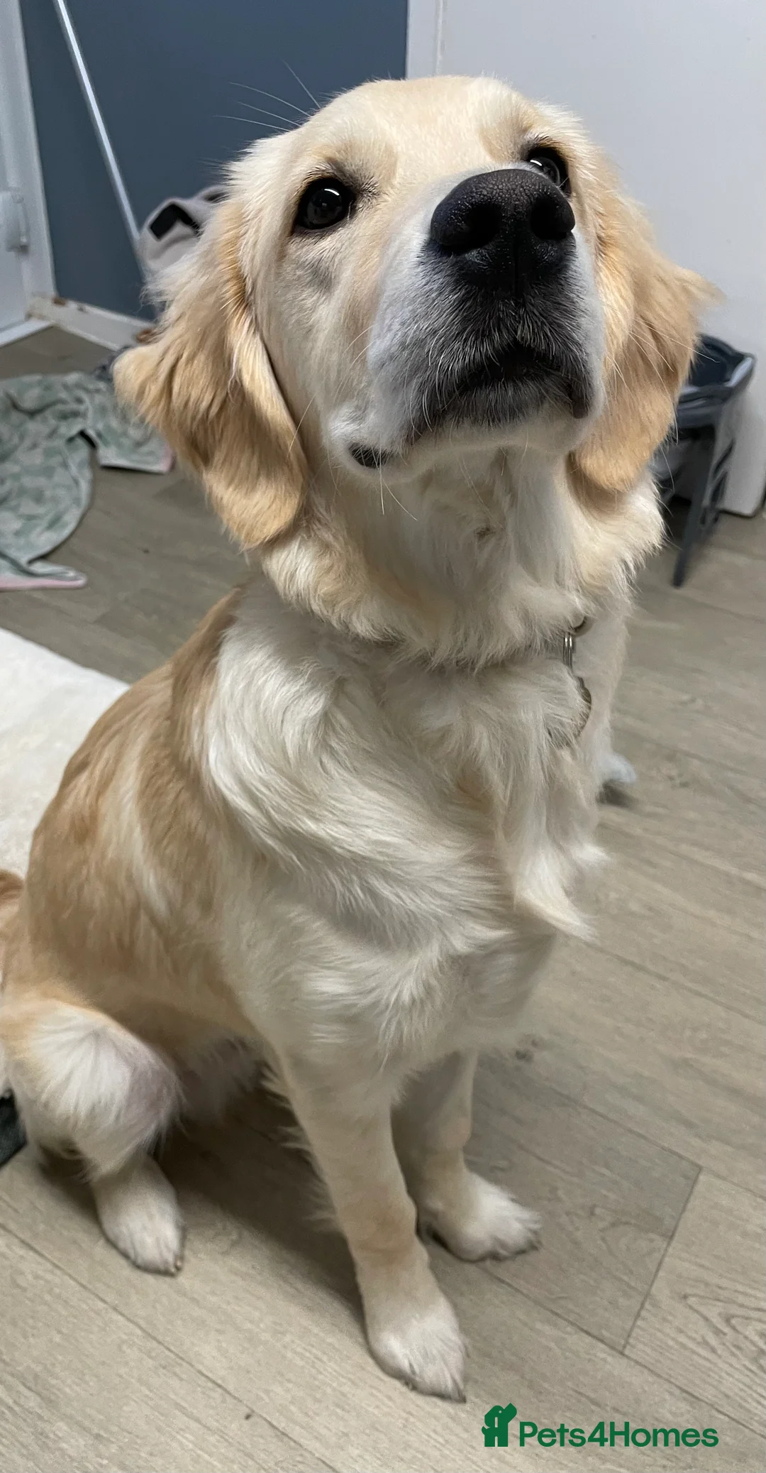 Golden Retriever dogs for sale: 7 month old Golden Retriever named Scout - Advert 3