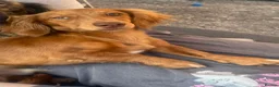 Miniature Dachshund dogs for sale: 10 month old male miniature dachshund  in Solihull - Advert 4