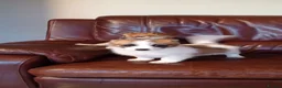 Pomapoo dogs for sale: Pomapoo puppies in Manchester - Advert 6