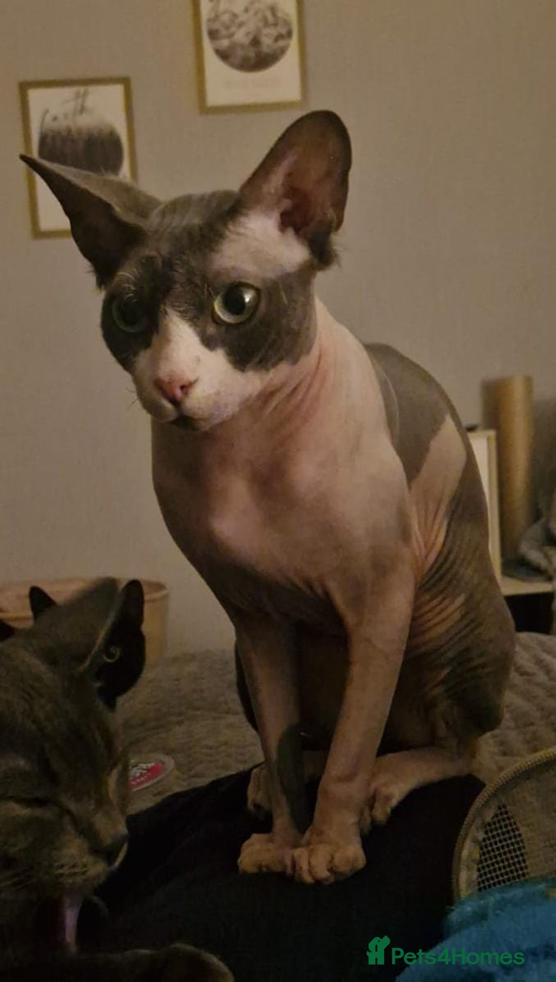 Mixed Breed cats for sale: Purrfect Rare Elf Eared Fur Babies Ready - Advert 10